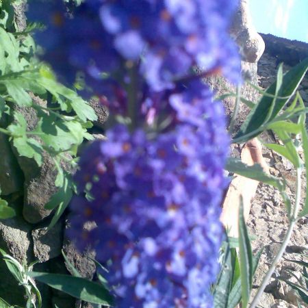 LILIAC DE VARA